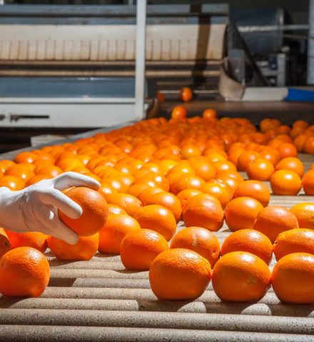1702210375_962_811030_orangesproduction.shutterstock
