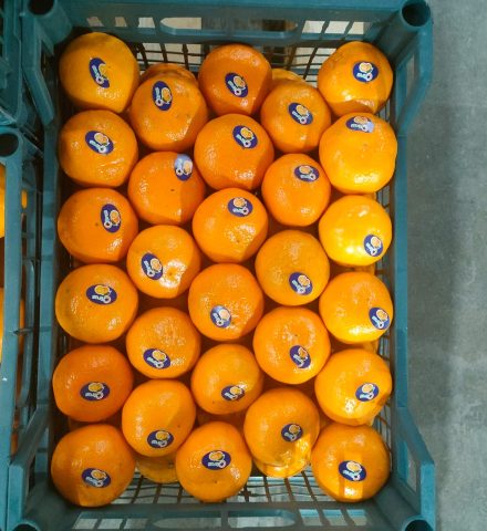 IMG-20240129-WA0034